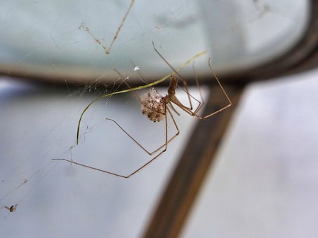 Spin, Web, Natuur, Folcus, Klep