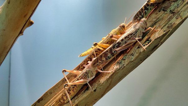 Sprinkhaan, Insect, Natuur, Branch