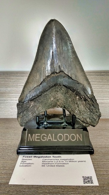 Megalodon, Haai, Tand, Fossiel