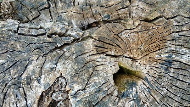 Hout, Log, Textuur, Natuur, Patroon