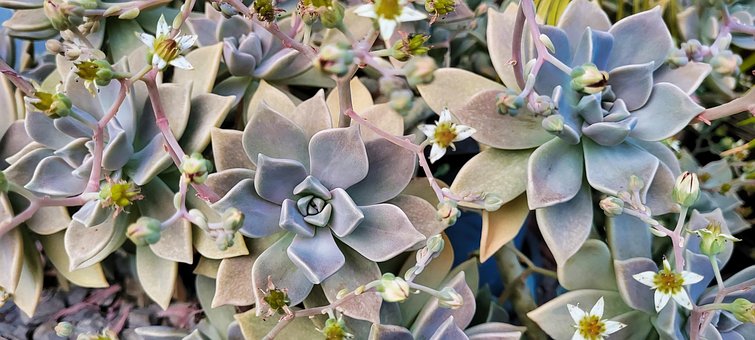 Graptopetalum, Sappig, Cactus, Natuur