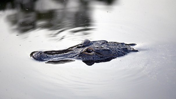 Free Alligator Animal photo and picture