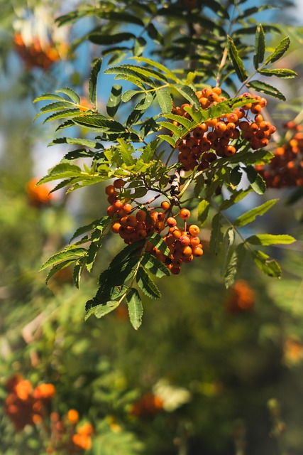 Free Green Orange photo and picture
