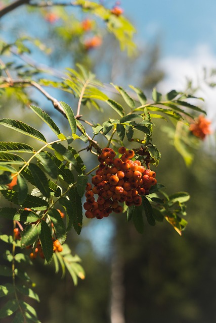 Free Rowanberries Fruit photo and picture