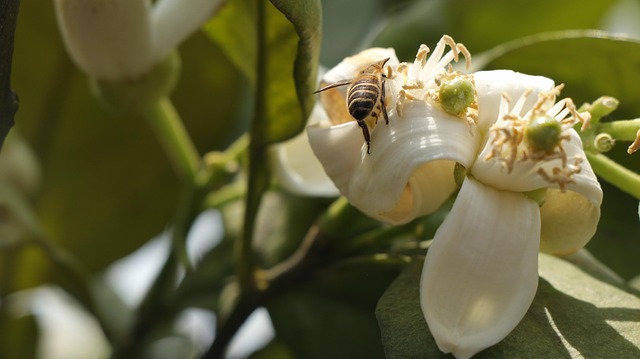 Abeja, Blanco, Flor, Orquídea, Abril