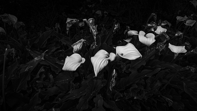 Free Flower Blossom photo and picture