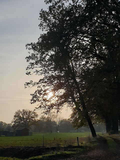Free Oak Landscape photo and picture