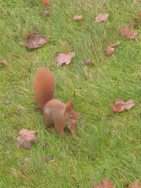 Free Squirrel Animal photo and picture