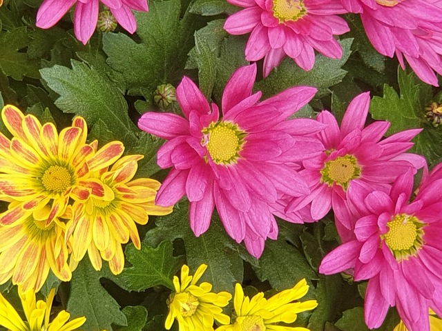 Free Flower Yellow photo and picture
