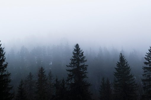 Depresión, Naturaleza, Niebla, Árboles