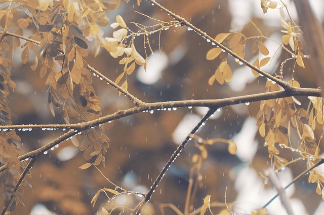 秋 雨 ムード - Pixabayの無料写真 - Pixabay