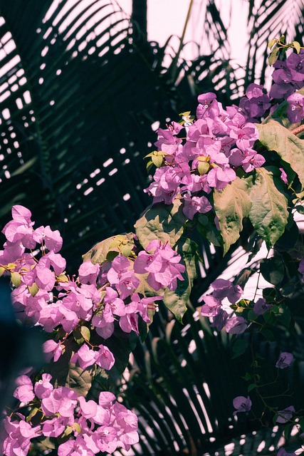 Blumen, Flora, Ästhetisch, Jahrgang