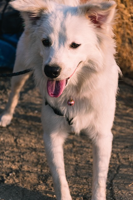 Hund, Haustier, Tier, Tierwelt, Natur