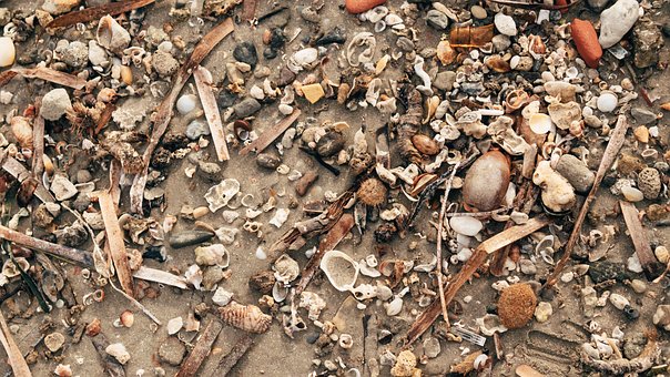 Free Seashell Beach photo and picture