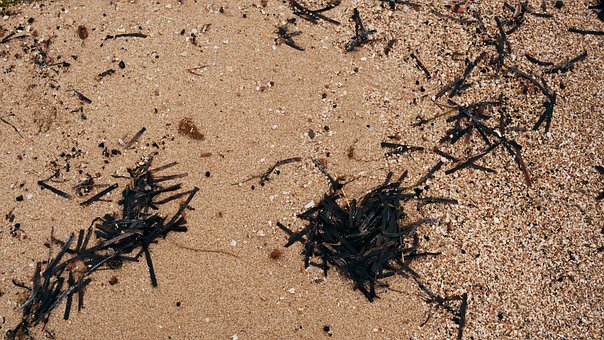 Free Seaweed Beach photo and picture