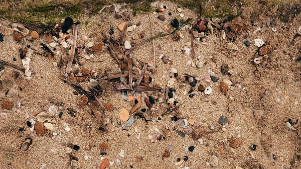 Free Shells Seashell photo and picture
