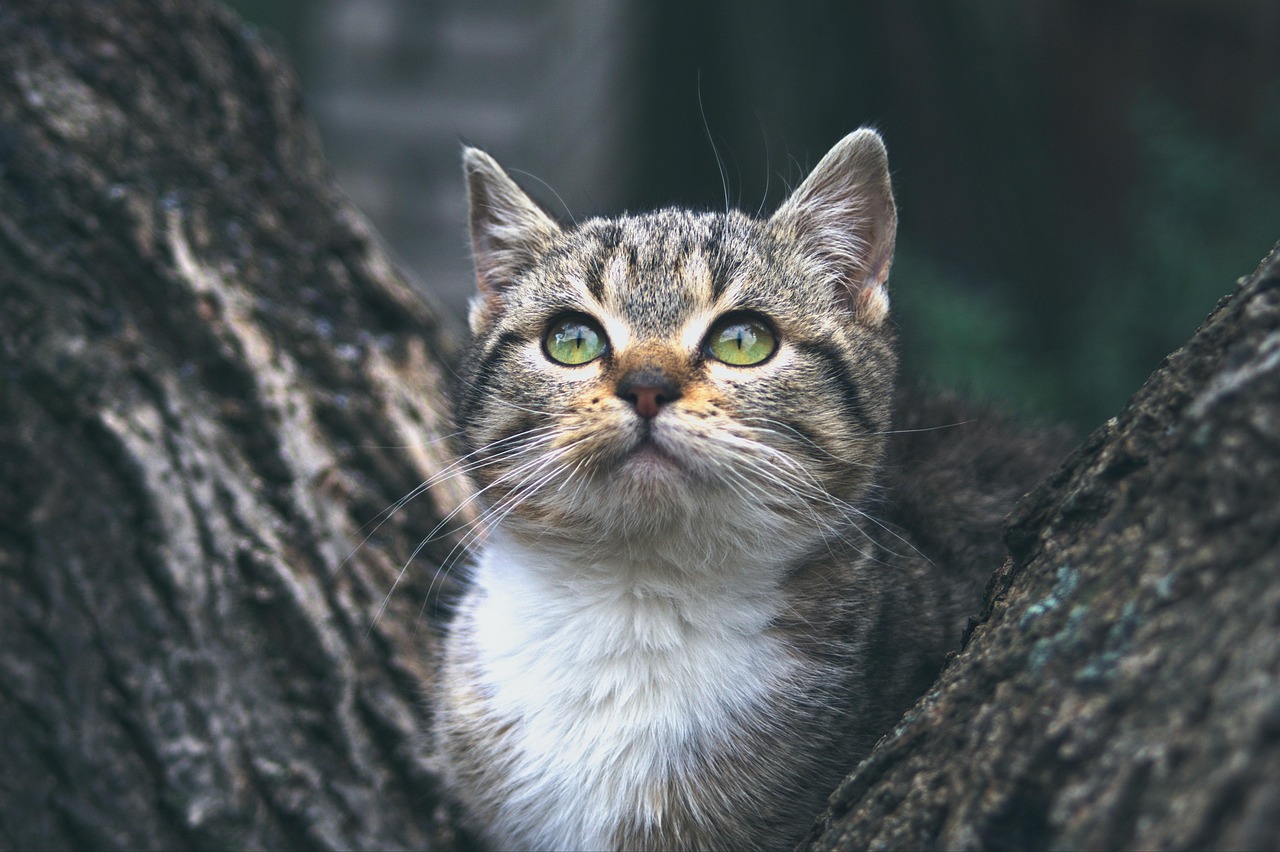 Animal - free online jigsaw puzzle photo