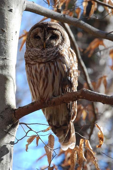 Bird Owls Pen - Free photo on Pixabay - Pixabay