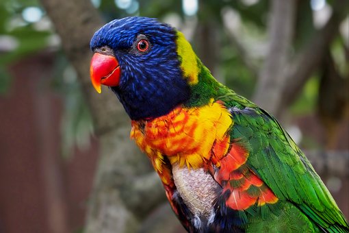 Free Parrot Bird photo and picture