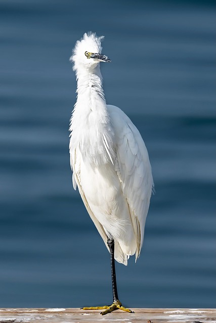 Free Bird Heron photo and picture