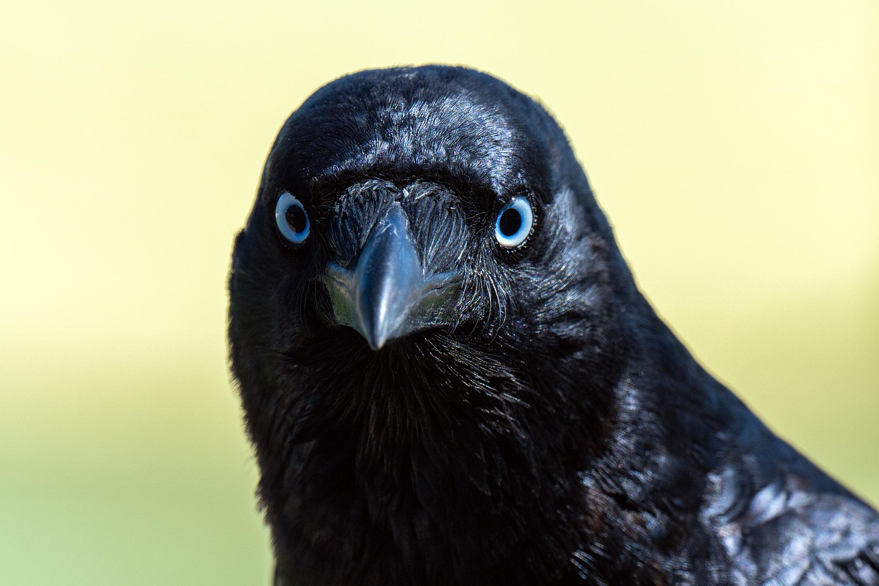 Bird Crow Torresian Free photo on Pixabay Pixabay