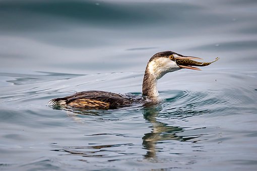 Free Grebe Bird photo and picture