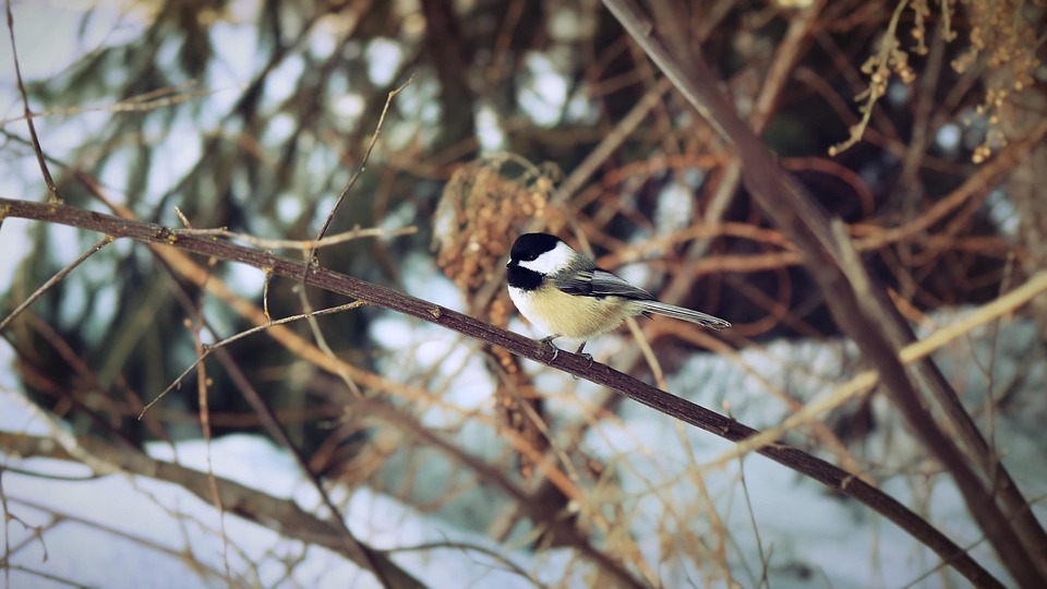 Chickadee Black-Capped Bird - Free photo on Pixabay