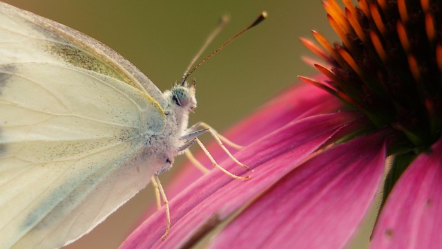 Free Insect Butterfly photo and picture