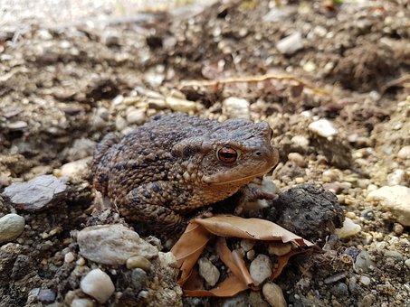 Frø, Frog, Natur, Dyr