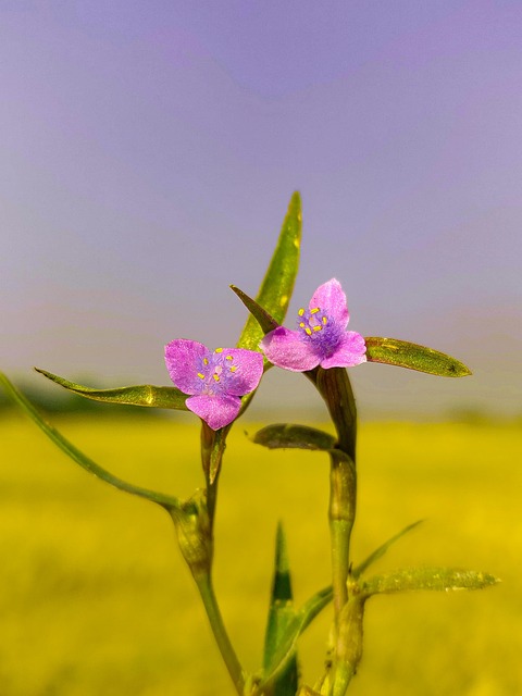 Flor, Flores Bonitas, Planta, Fundo Flor