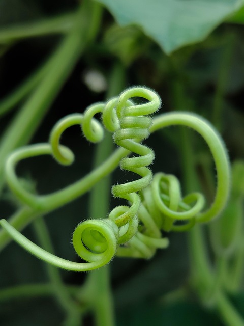 Manroot Oregon, Manroot Costeiro