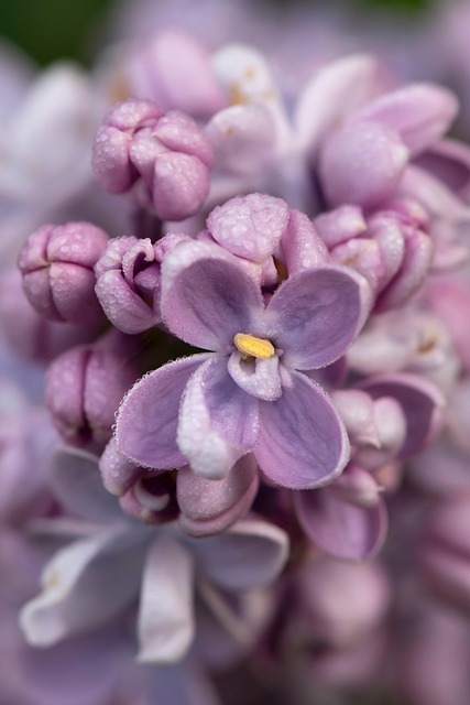 Lilás, Flor, Natureza, Primavera