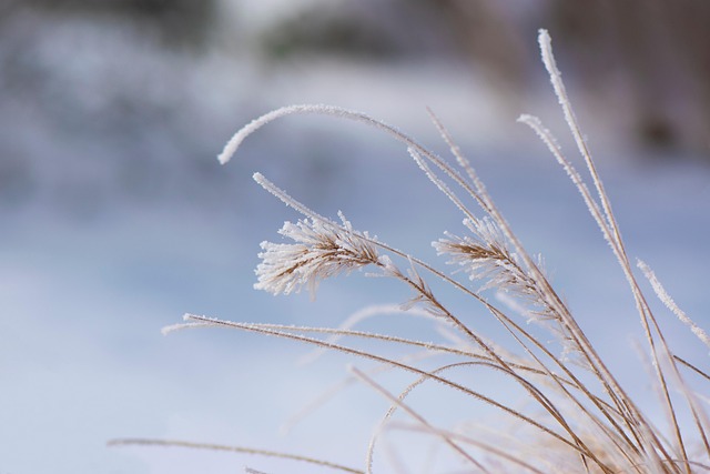 Relva, Neve, Inverno, Temporada