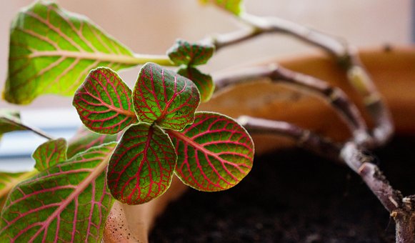 Fittonia, Blade, Broget, Vener, Plante