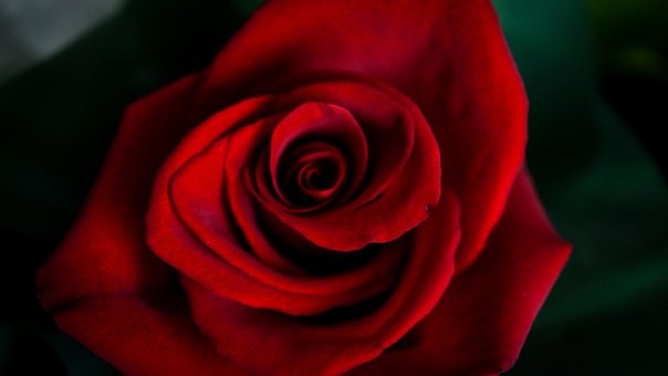 Blomst, Rød Rose, Rose, Knop, Kronblade
