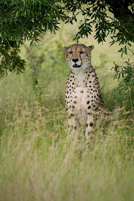Free Animal Mammal photo and picture