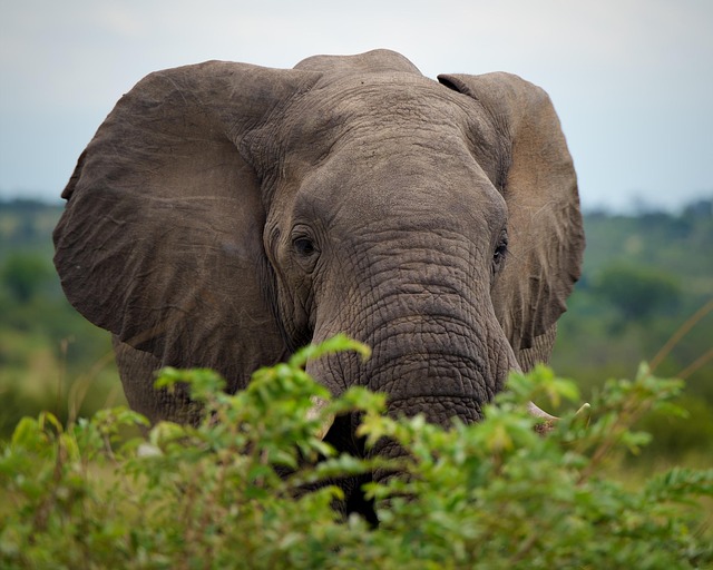 Free Elephant Mammal photo and picture