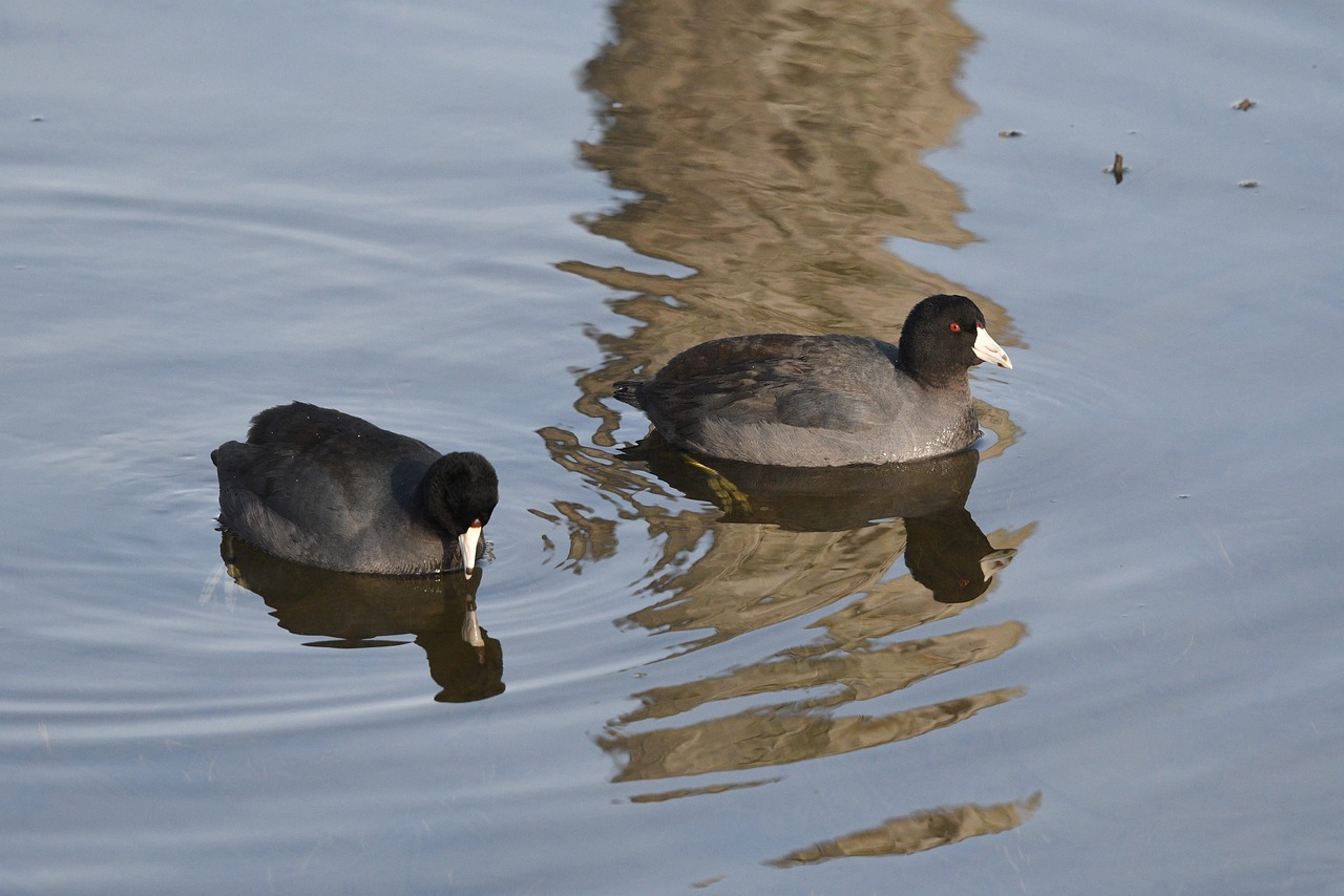 American Coots Birds Nature Free photo on Pixabay Pixabay