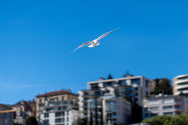 Free Gulls Seagull photo and picture