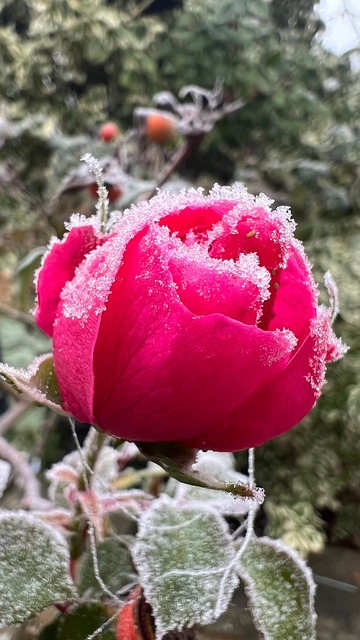 Free Rose Snow photo and picture