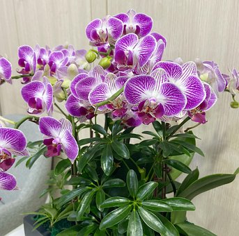 Rostlina, Květ, Orchidej, Phalaenopsis