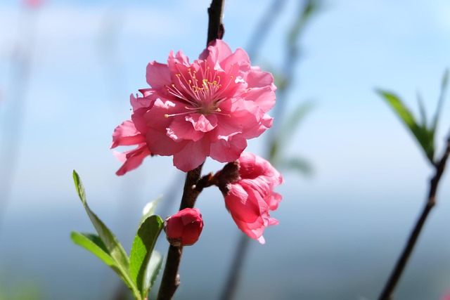Blume, Rosa, Blühen, Natur