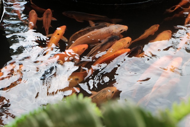Koi, Fische, Land, Baum, See, Schwimmen