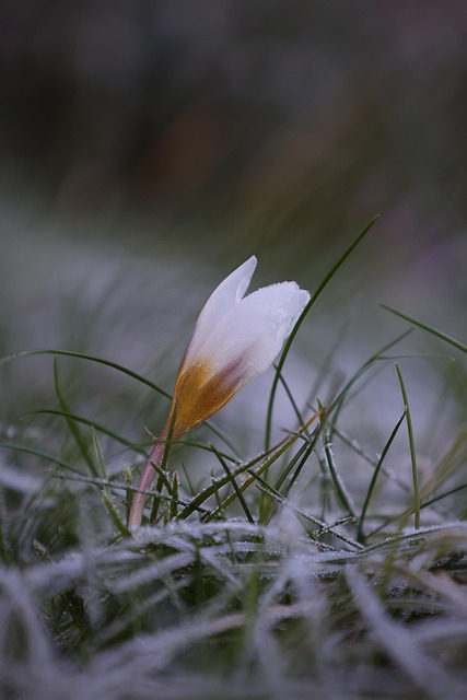 ส้ม, ฤดูใบไม้ผลิ Crocus