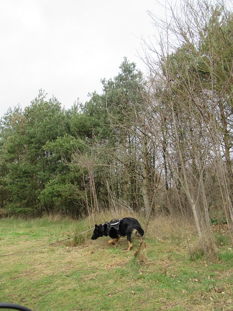 Câine, Mersul Pe Jos, Parc, Natura