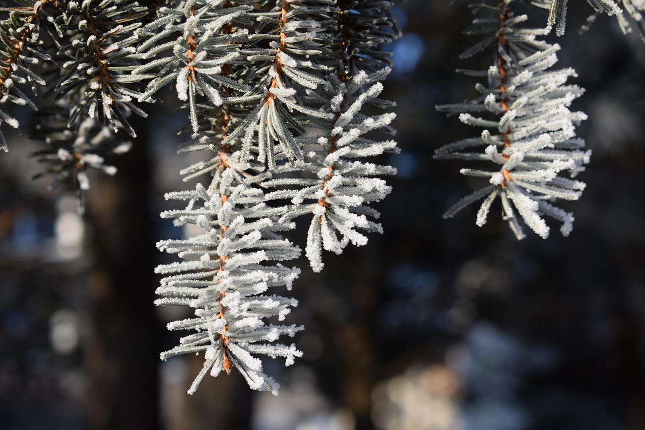 Winter Frost Conifers Pine Free photo on Pixabay Pixabay