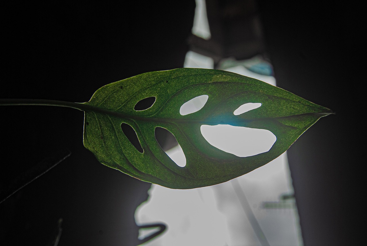 Pflanze Monstera Blatt Kostenloses Foto Auf Pixabay Pixabay
