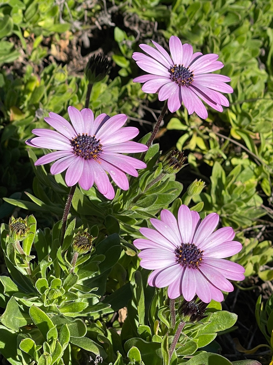 Daisies African Free Photo On Pixabay Pixabay daisies-african-free-photo-on-pixabay-pixabay