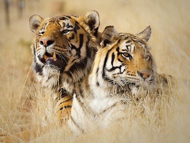 Free Tiger Animal photo and picture