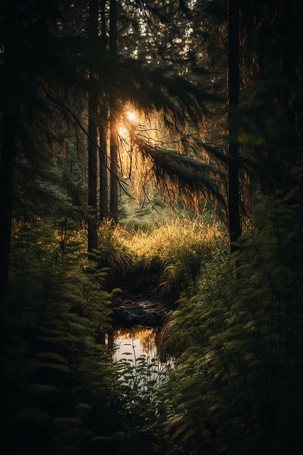 Download free HD stock image of Forest Woods Free forest woods river illustration